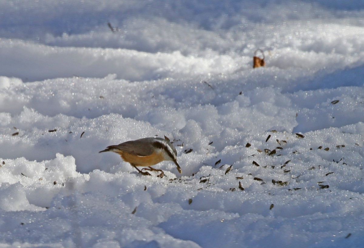 Red-breasted Nuthatch - ML646305272