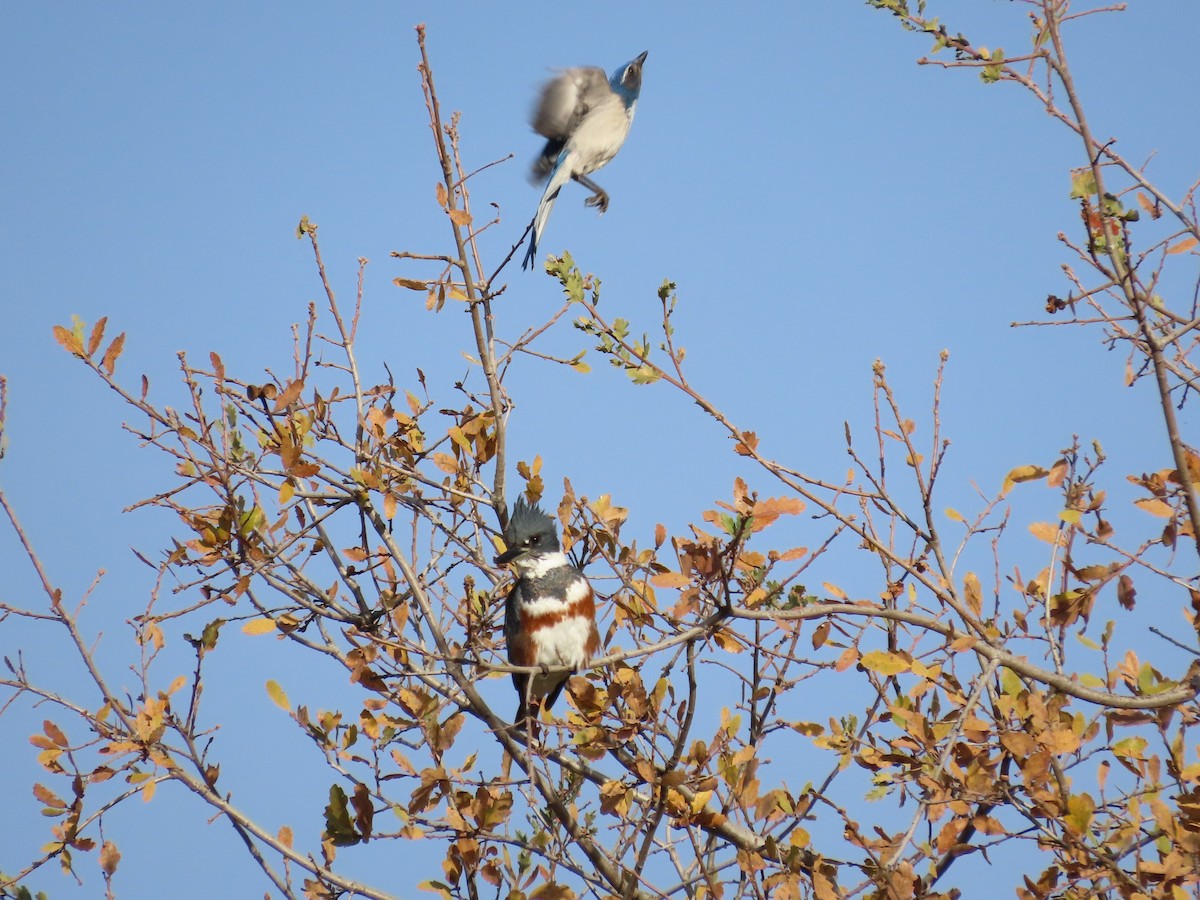 Belted Kingfisher - ML646305273