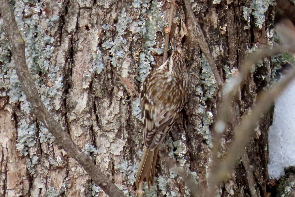Brown Creeper - ML646305274
