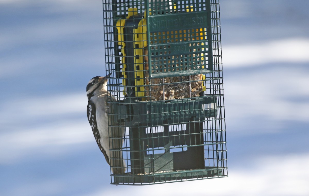 Hairy Woodpecker - ML646305275