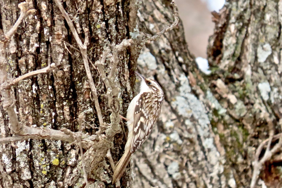 Brown Creeper - ML646305276