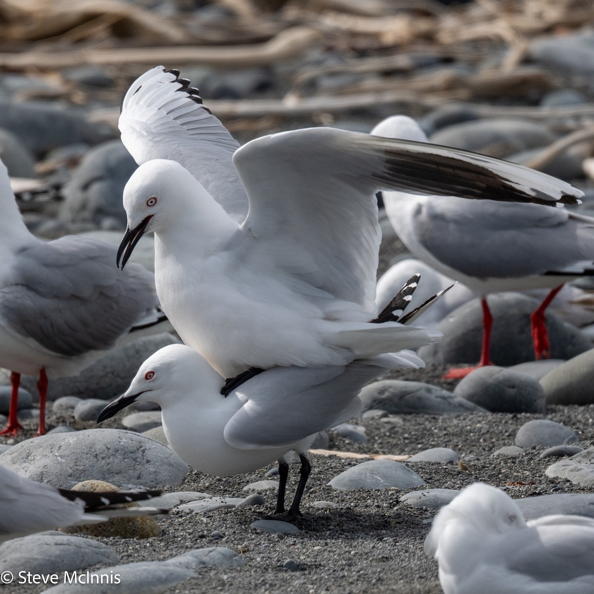 maorimåke - ML646305278