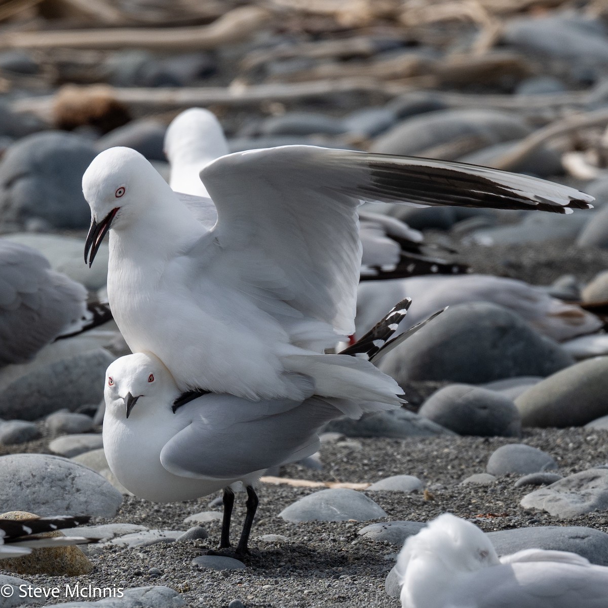 maorimåke - ML646305279