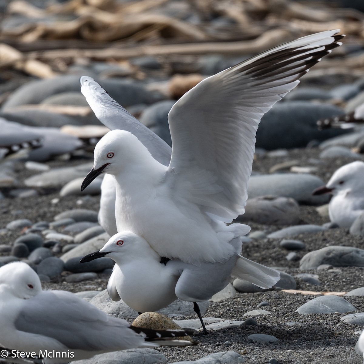 maorimåke - ML646305280