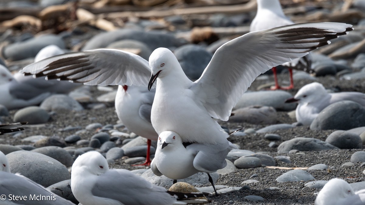 maorimåke - ML646305281