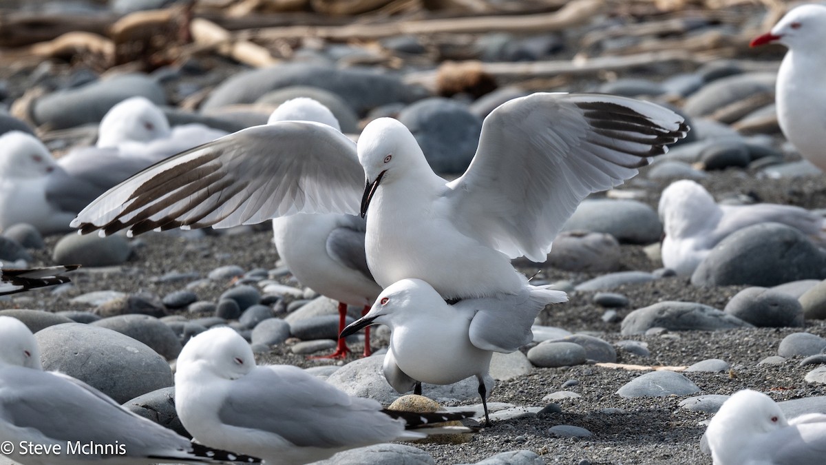 maorimåke - ML646305282