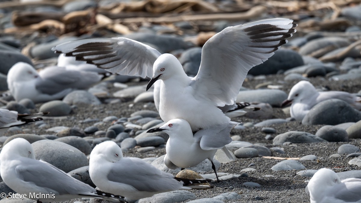 maorimåke - ML646305283