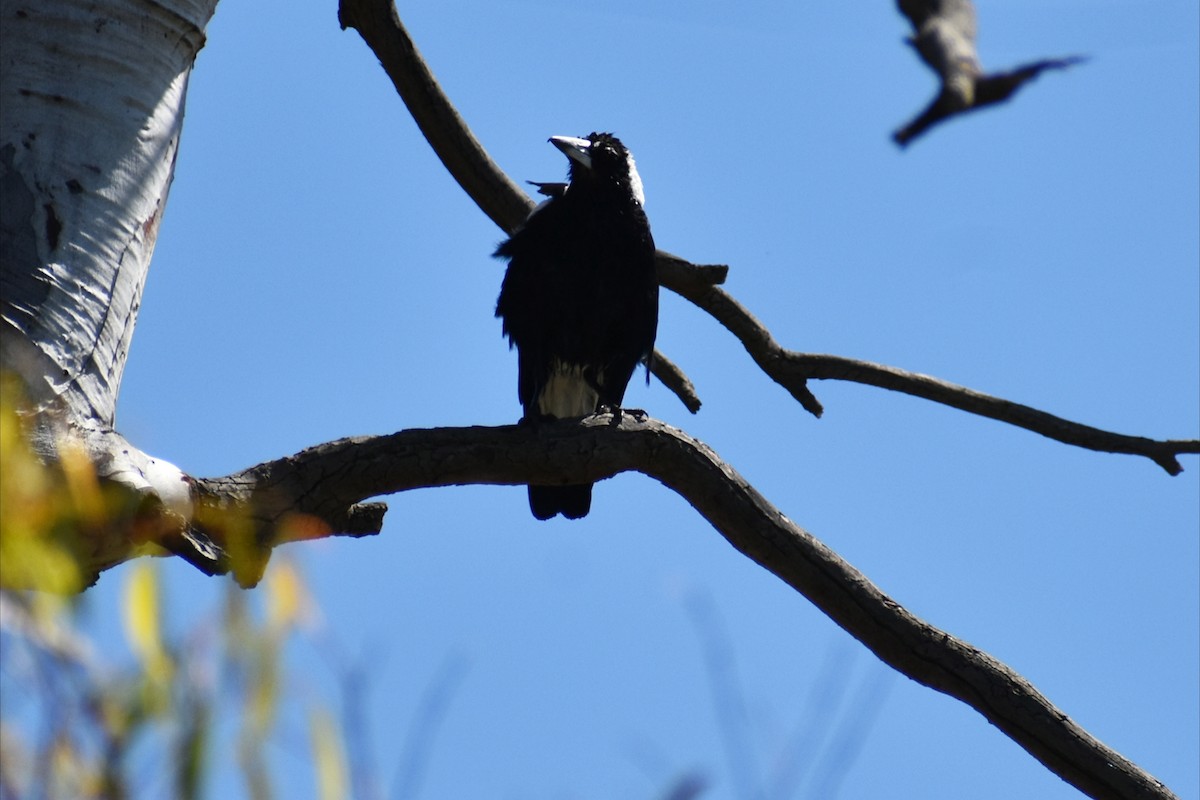 Australian Magpie - ML646305291