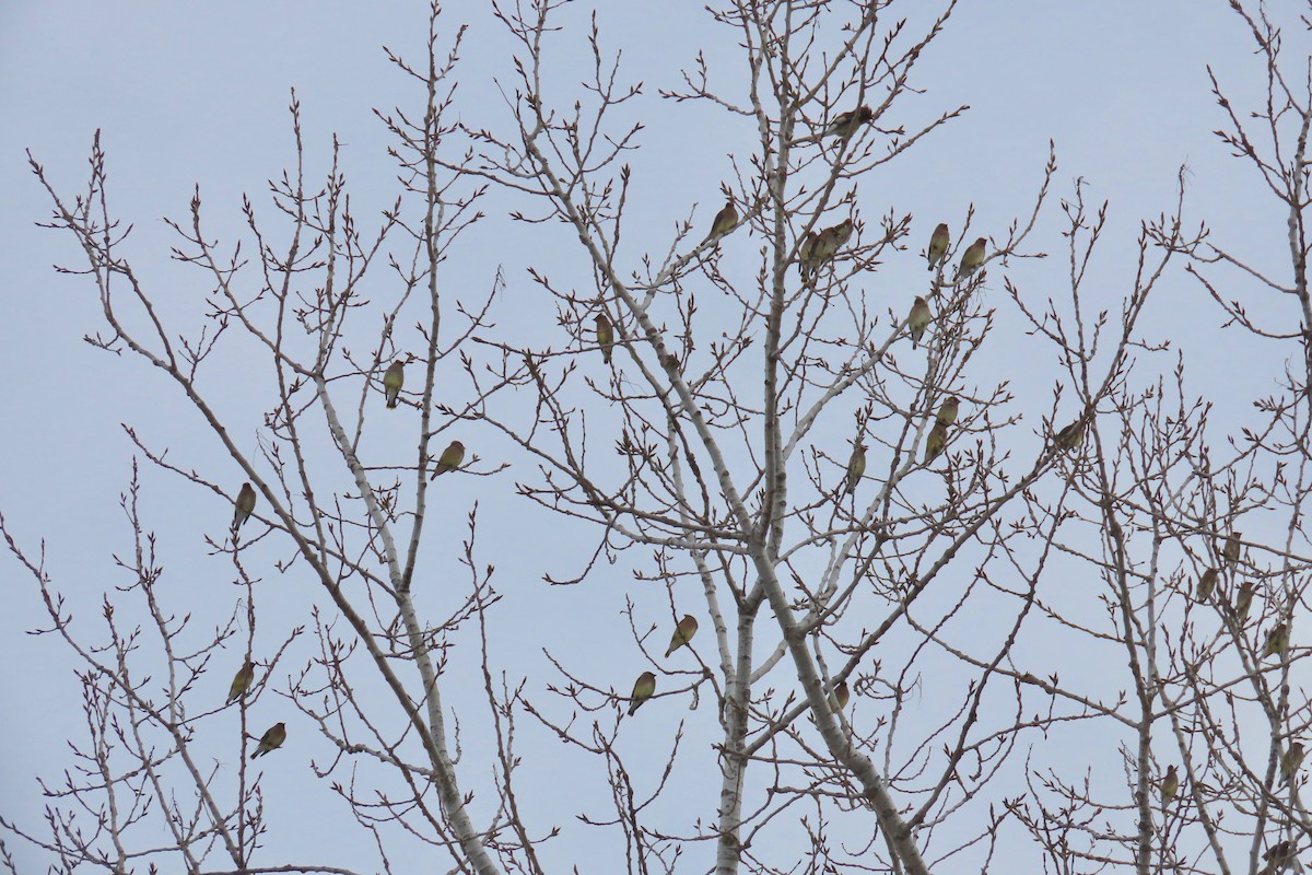 Cedar Waxwing - ML646305294