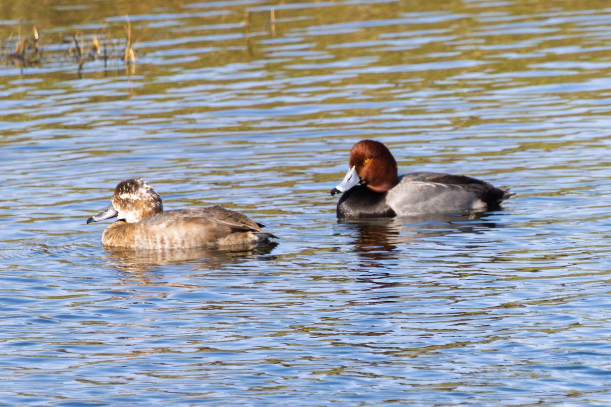 Redhead - ML646305295