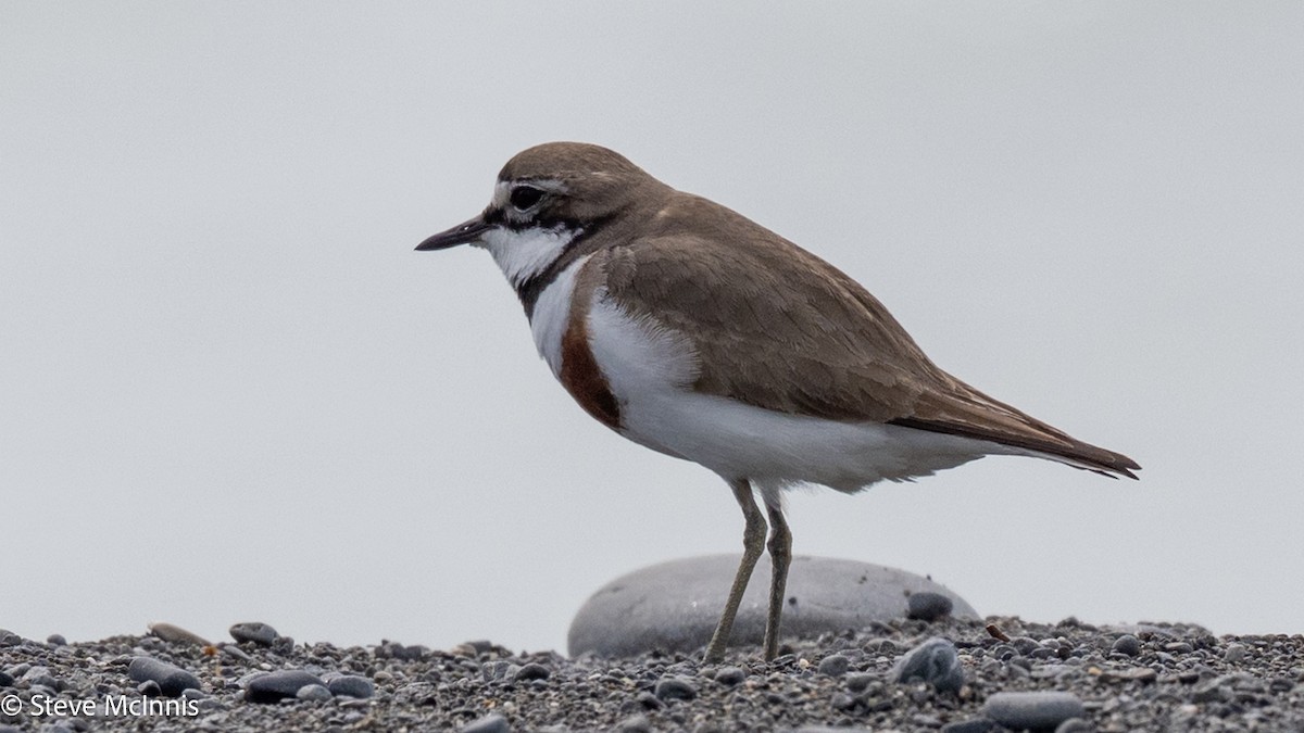 nyzealandbeltelo - ML646305296