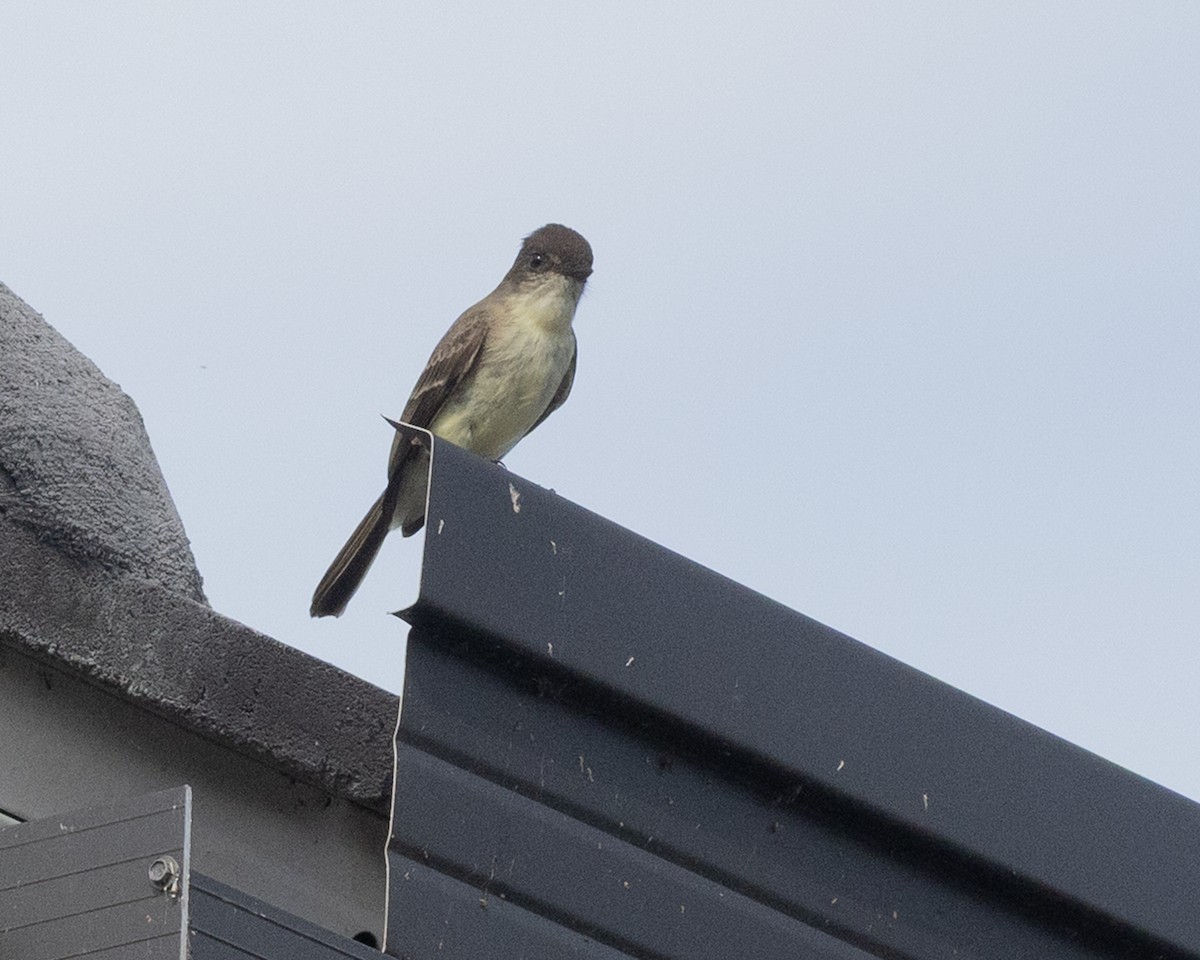 tyranovec domácí - ML646305298