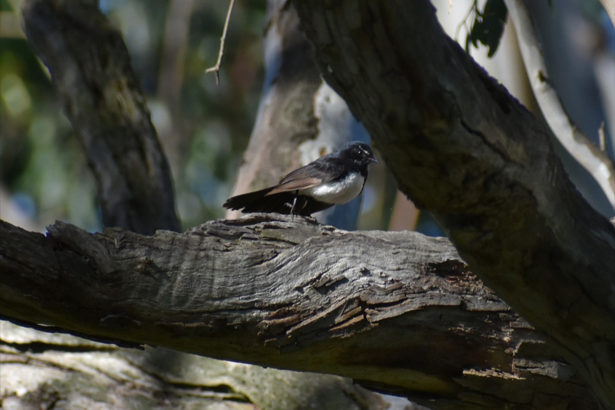 Willie-wagtail - ML646305299