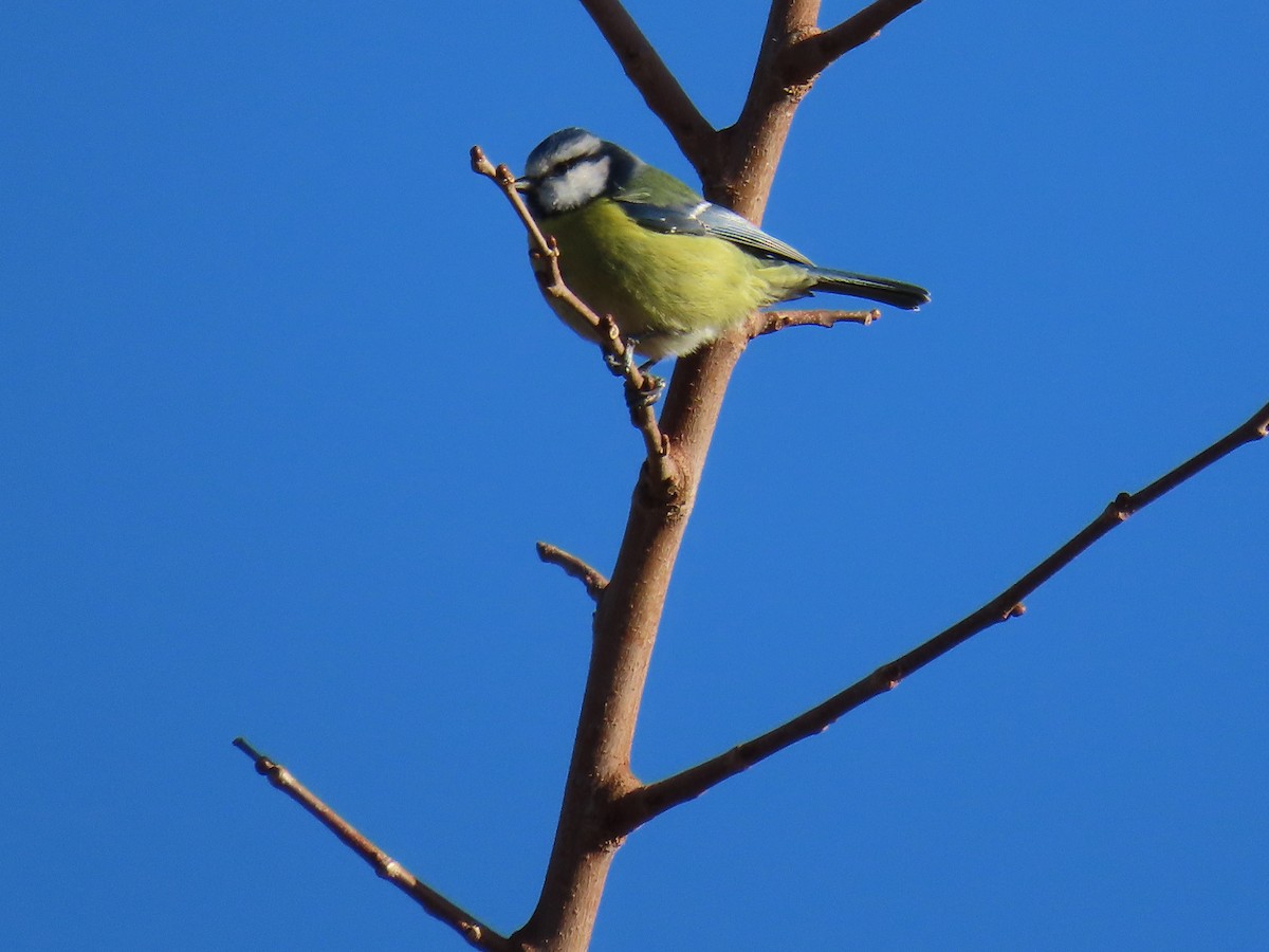 sýkora modřinka - ML646305300