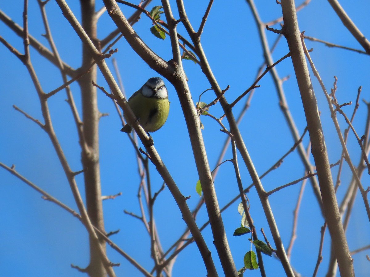 sýkora modřinka - ML646305301