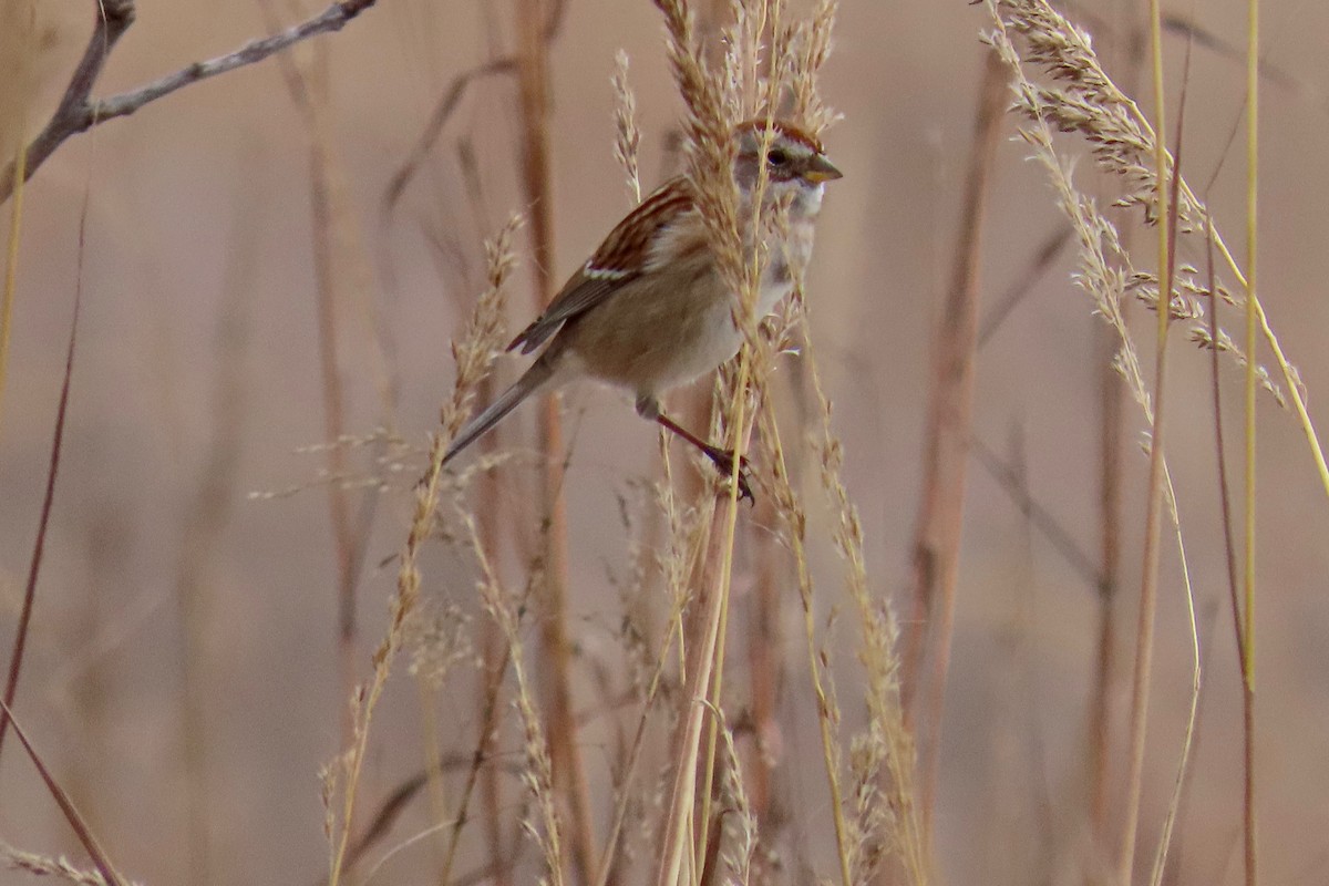 American Tree Sparrow - ML646305306