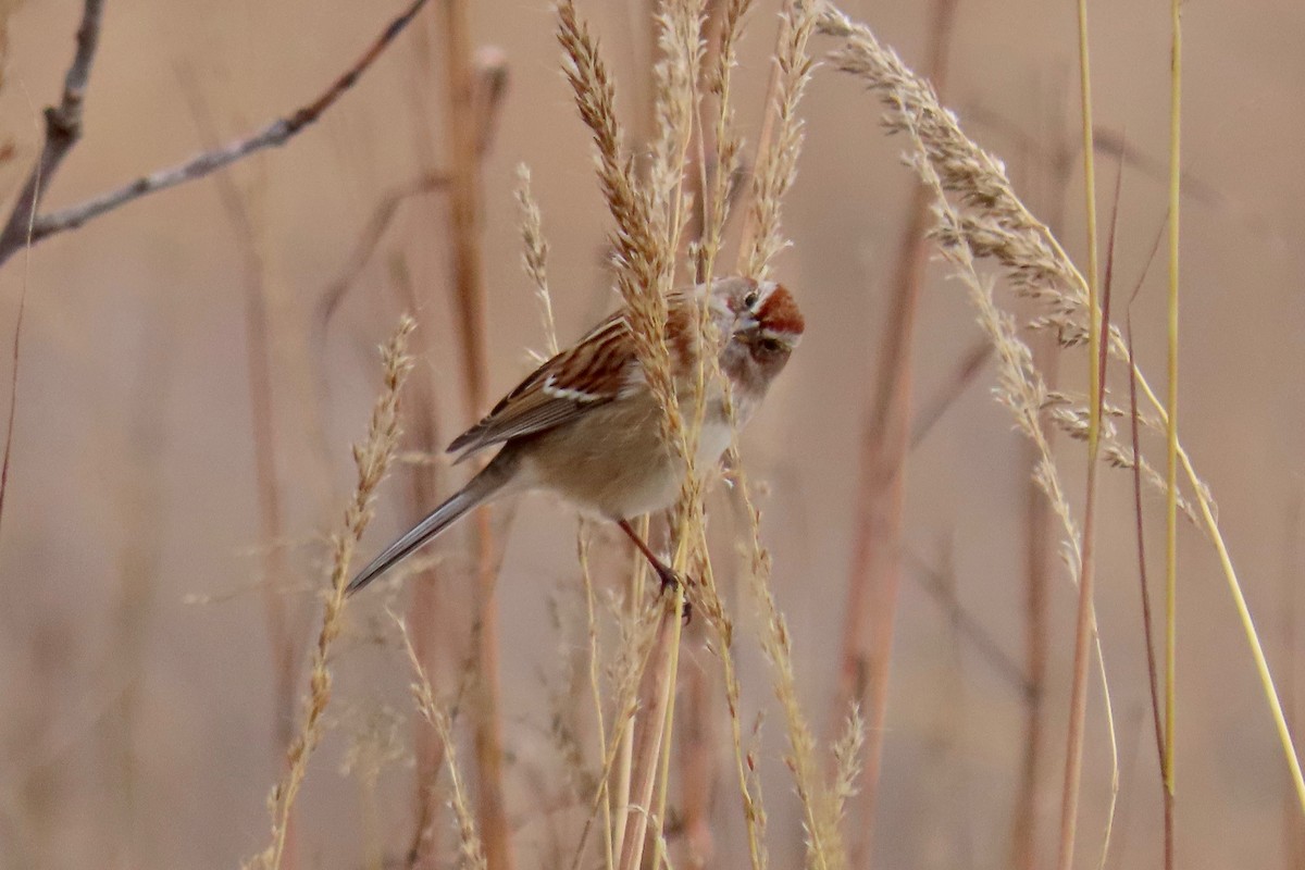 American Tree Sparrow - ML646305307