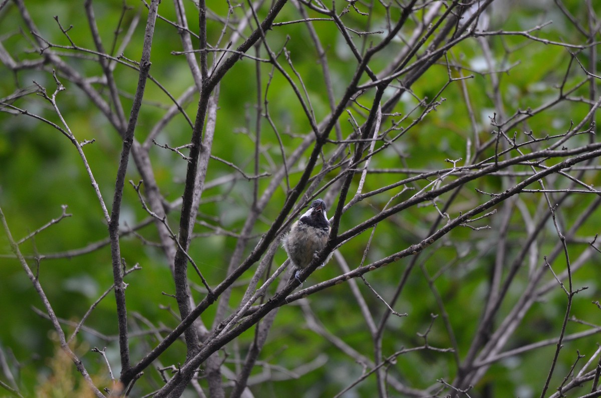 Coal Tit - ML646305309