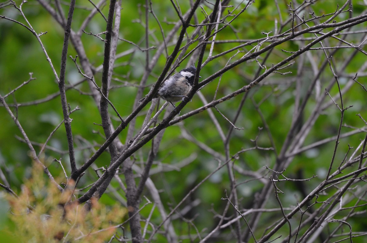 Coal Tit - ML646305310