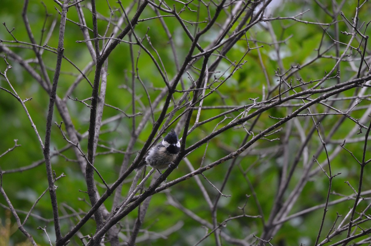 Coal Tit - ML646305311