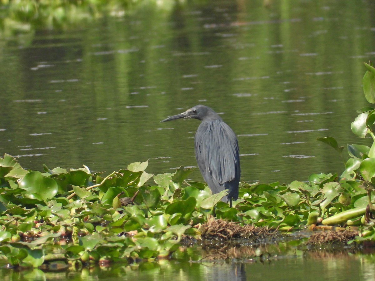 Black Heron - ML646305315