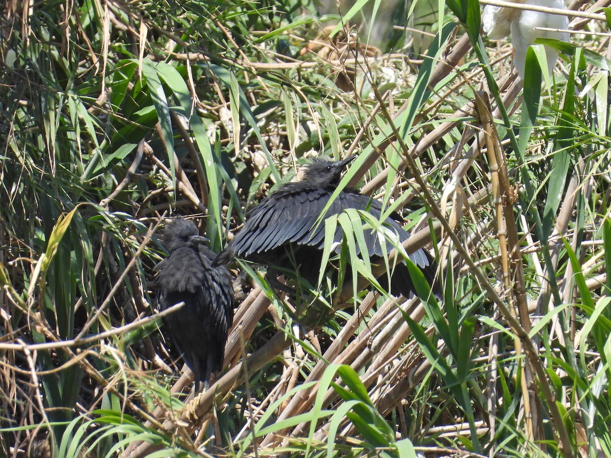 Black Heron - ML646305316