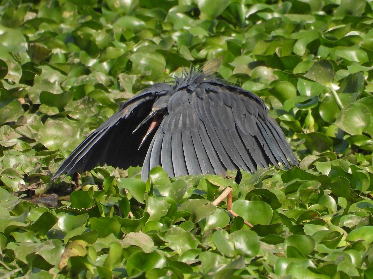 Black Heron - ML646305317