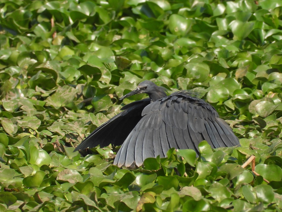 Black Heron - ML646305318