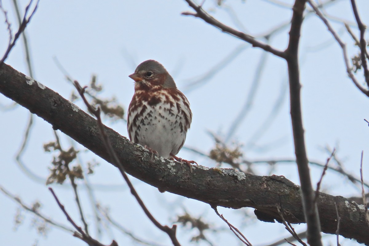 Fox Sparrow (Red) - ML646305321