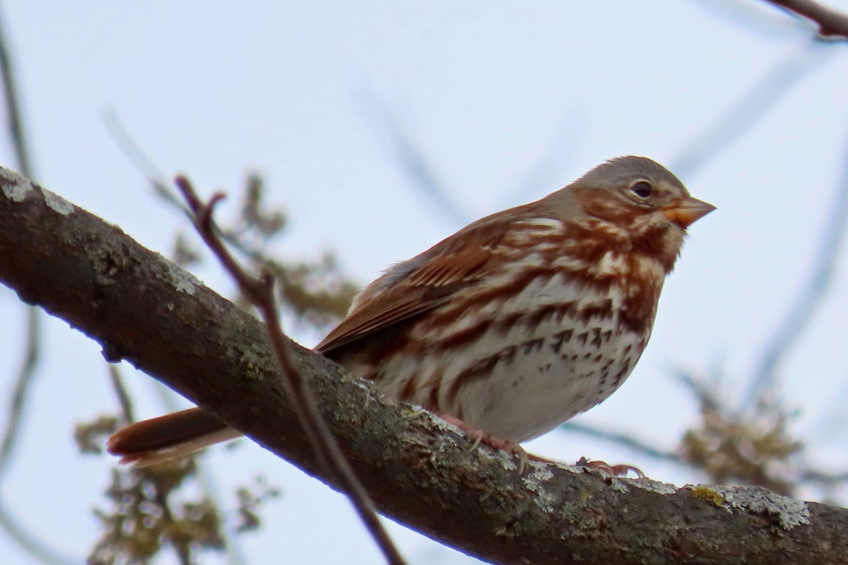Fox Sparrow (Red) - ML646305322