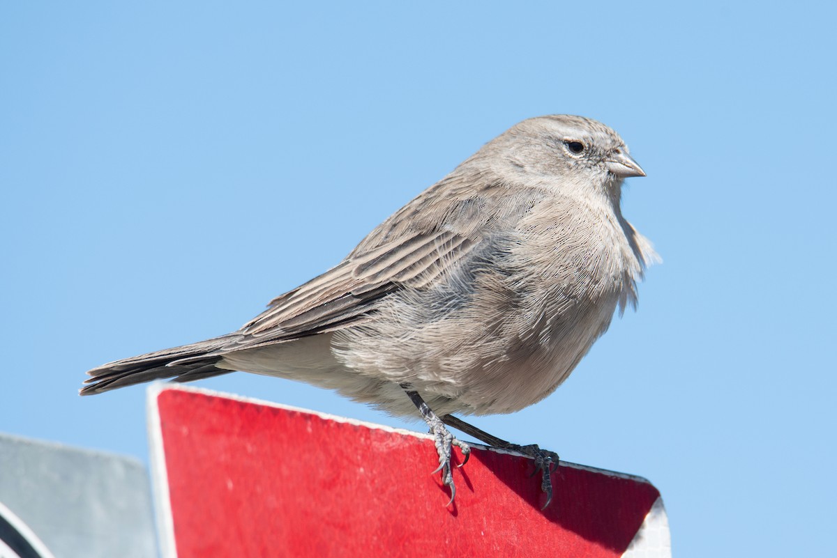 Ash-breasted Sierra Finch - ML646305326
