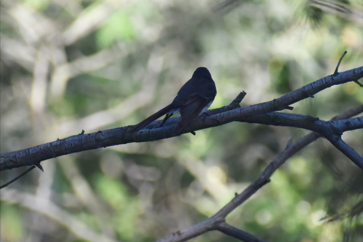 Gray Fantail - ML646305331