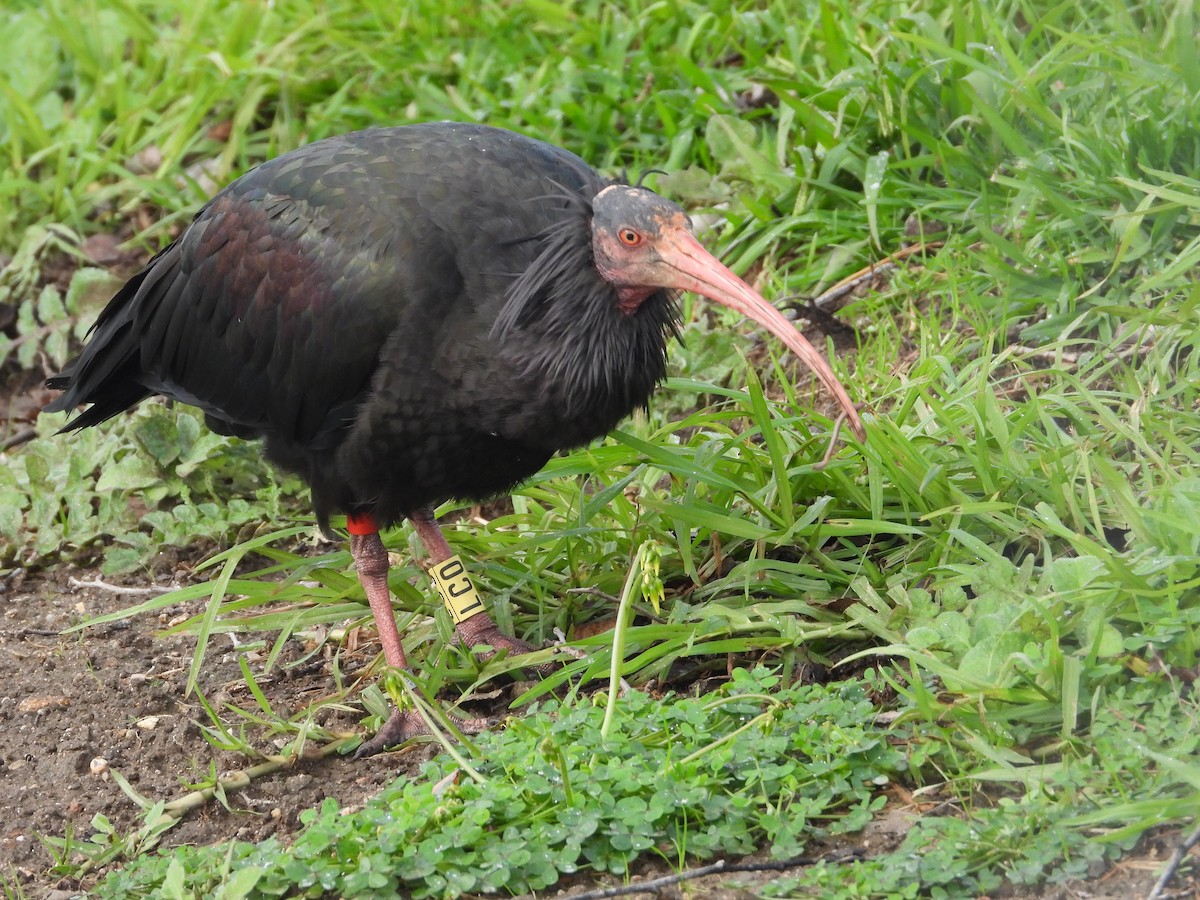 ibis skalní - ML646305332