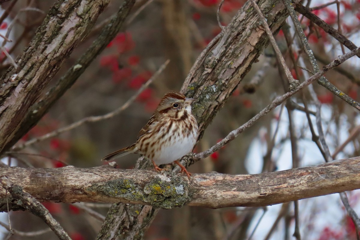 Song Sparrow - ML646305336