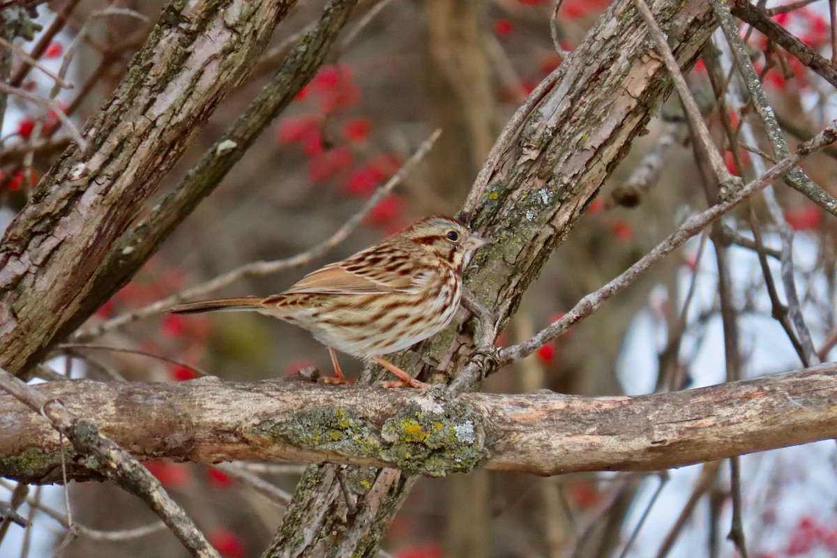 Song Sparrow - ML646305337