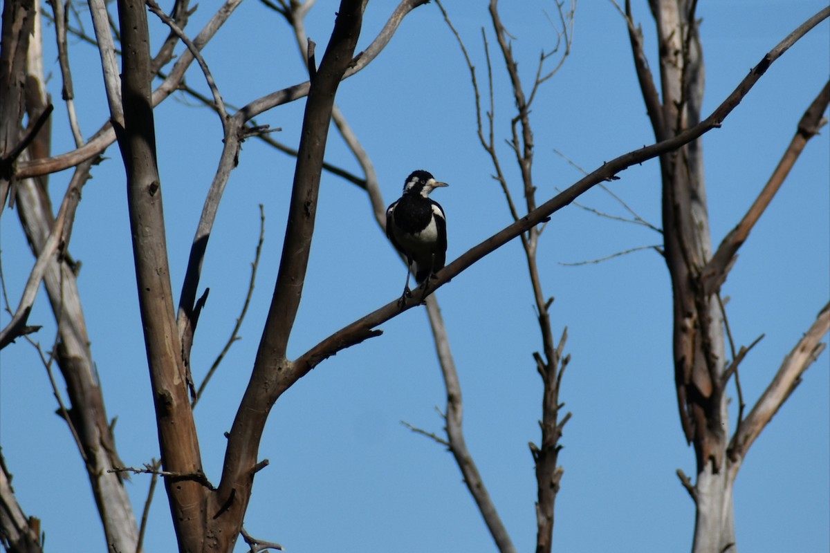 Magpie-lark - ML646305341