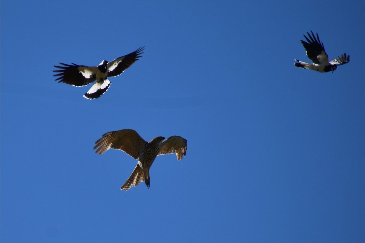 Magpie-lark - ML646305342