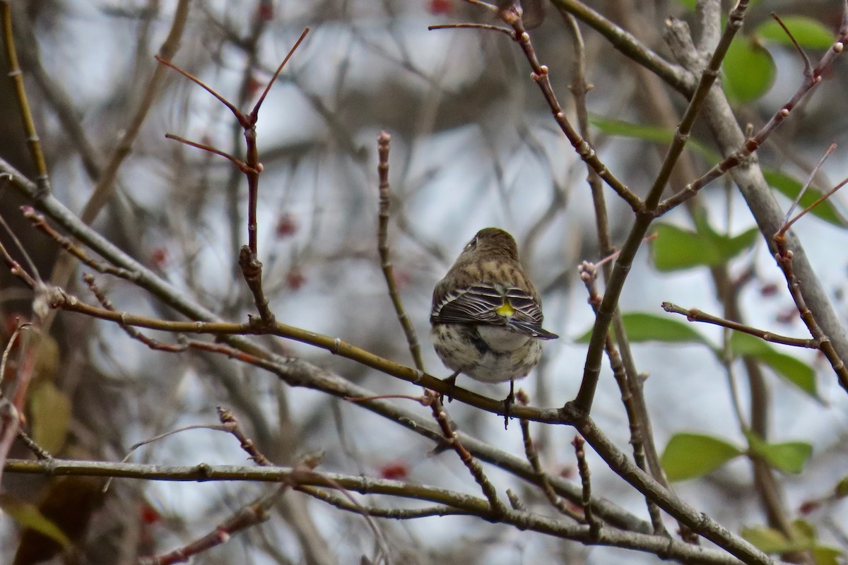 Yellow-rumped Warbler - ML646305343