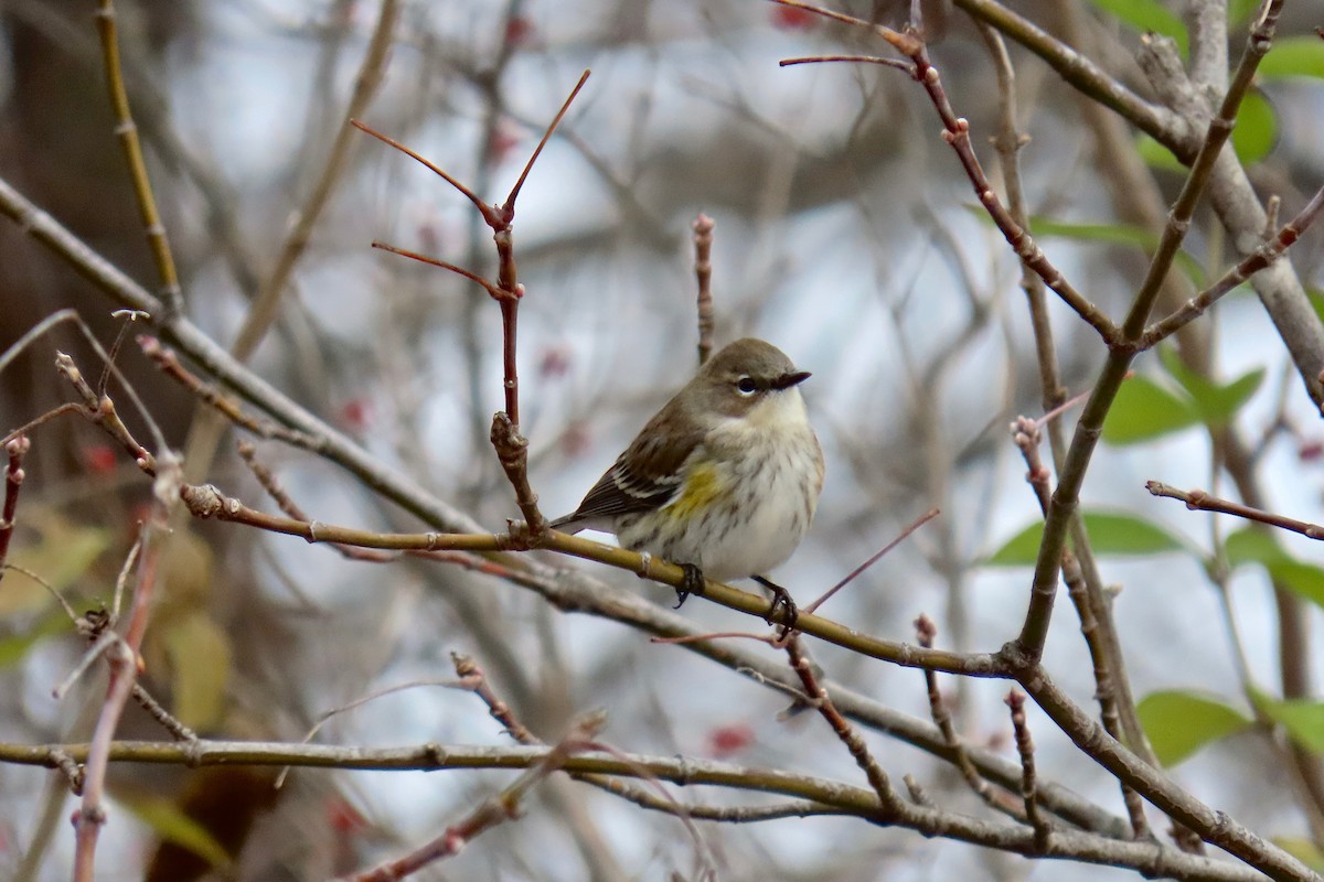 Yellow-rumped Warbler - ML646305344