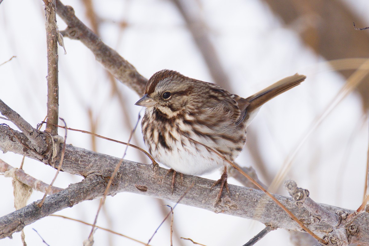 Song Sparrow - ML646305345