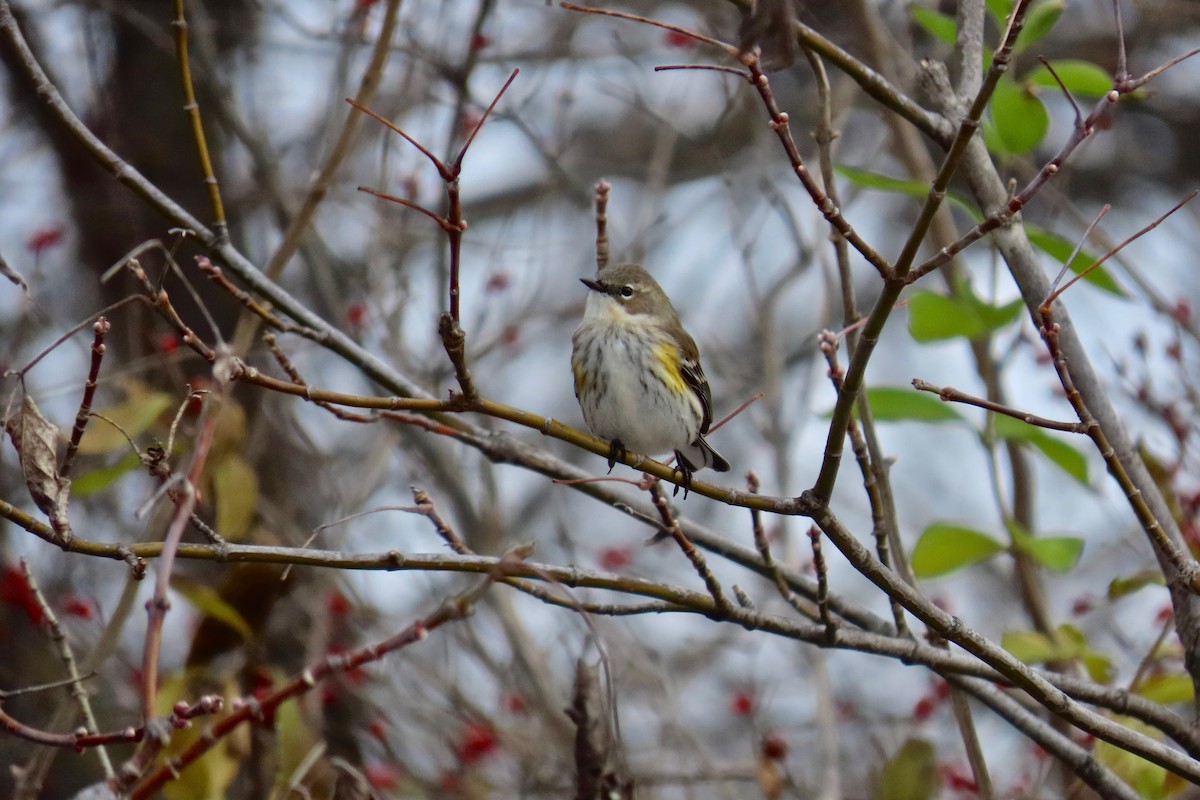 Yellow-rumped Warbler - ML646305347