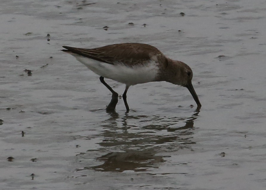 חופית אלפינית - ML646305351