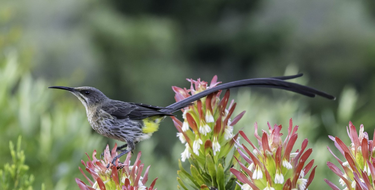 Cape Sugarbird - ML646305352