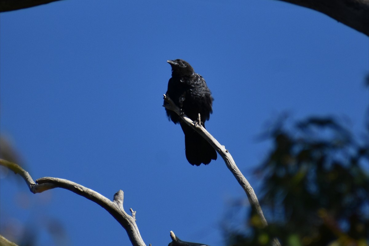 Little Raven - ML646305355