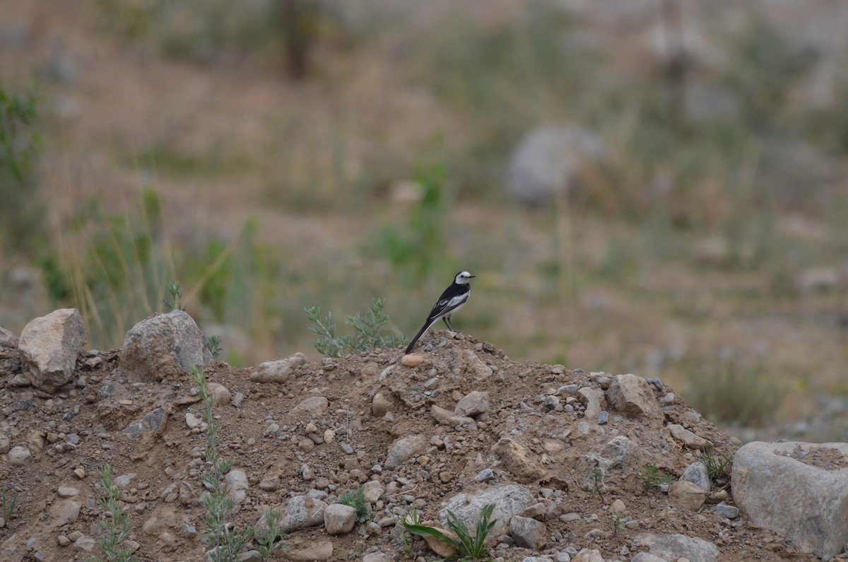 White Wagtail - ML646305356