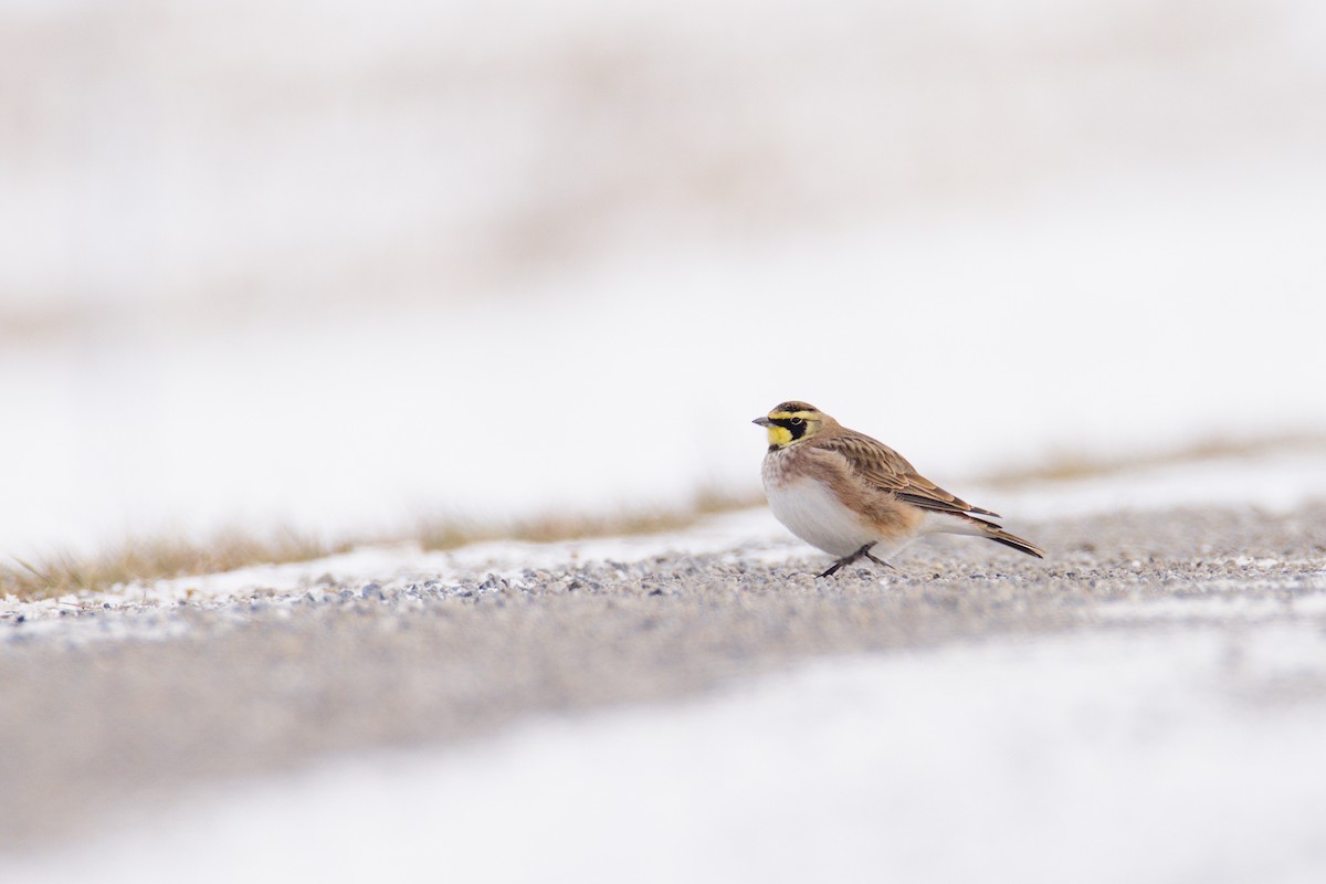 Horned Lark - ML646305367