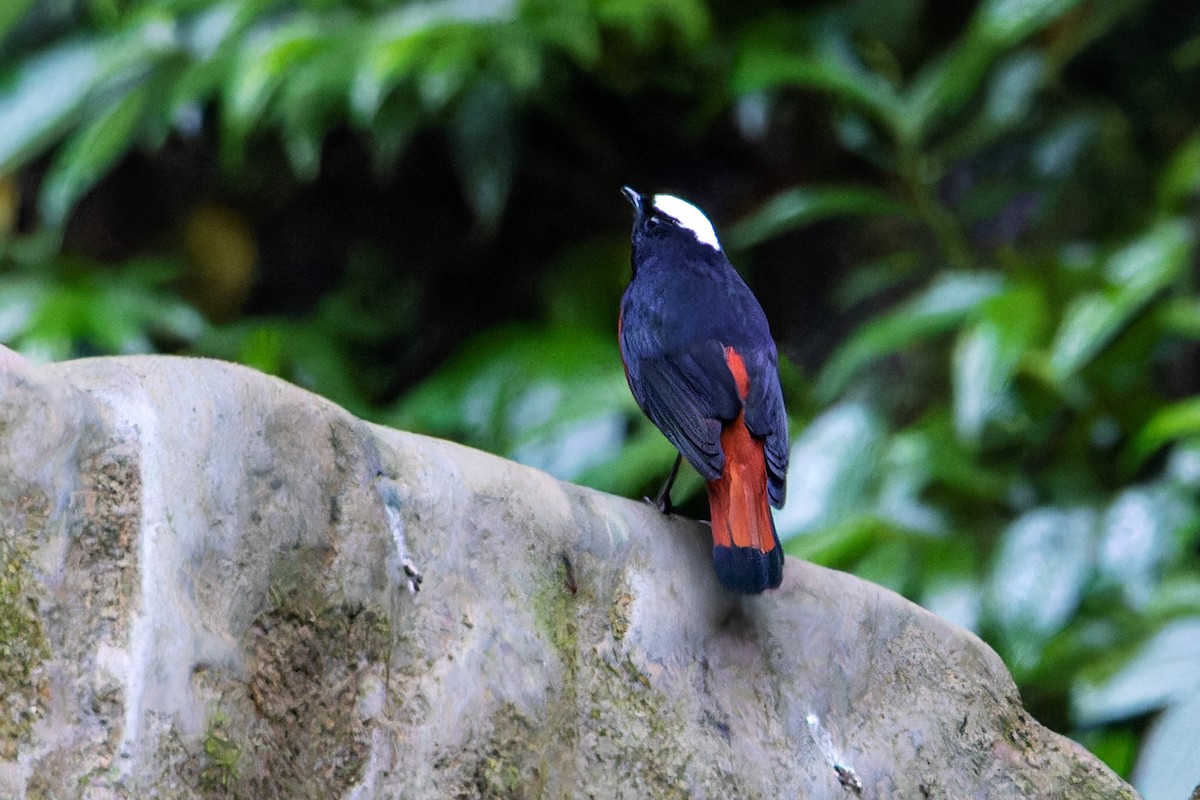 白頂溪鴝 - ML646305368