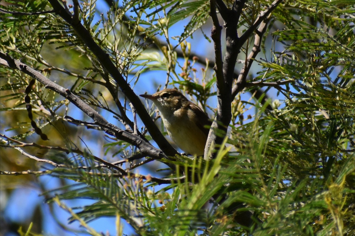 Australian Reed Warbler - ML646305369