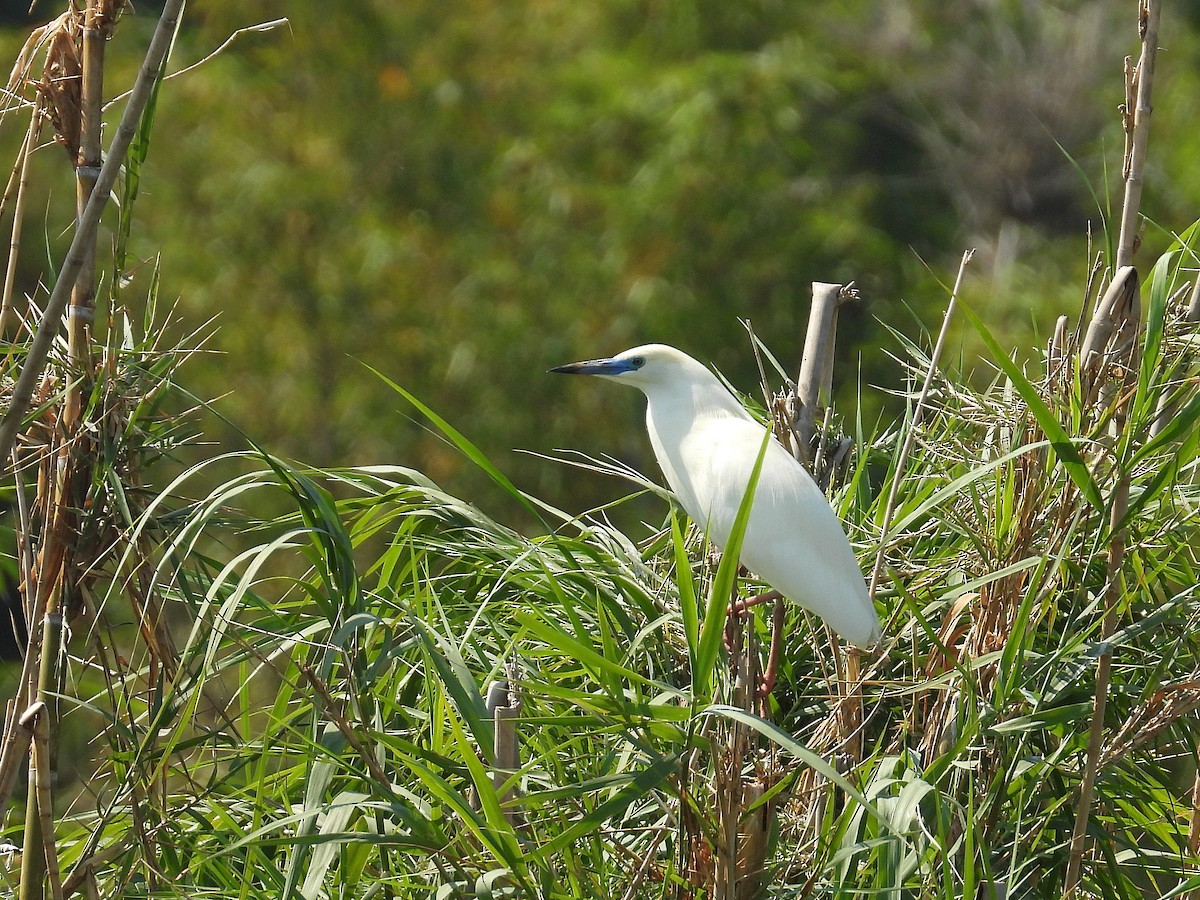 Чапля синьодзьоба - ML646305371
