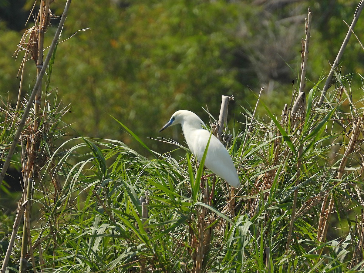 Чапля синьодзьоба - ML646305372